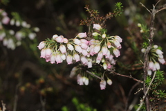 Erica filipendula