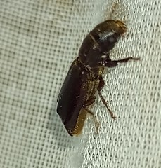 Melalgus plicatus