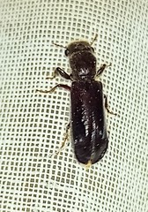 Melalgus plicatus