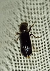 Melalgus plicatus