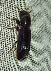 Melalgus plicatus