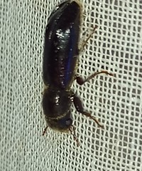 Melalgus plicatus