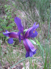 Iris boissieri