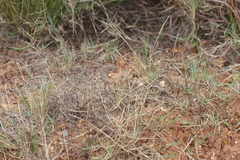 Cynodon dactylon dactylon