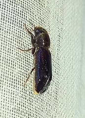 Melalgus plicatus