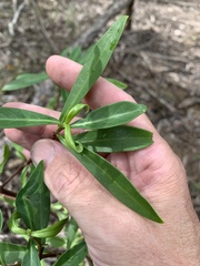 Psychotria daphnoides