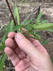 Psychotria daphnoides