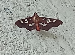 Phostria tedea