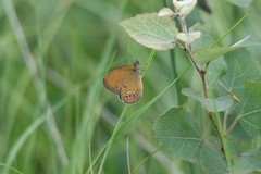 Coenonympha oedippus