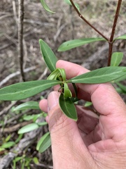 Psychotria daphnoides