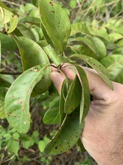 Terminalia porphyrocarpa