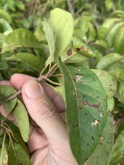 Terminalia porphyrocarpa