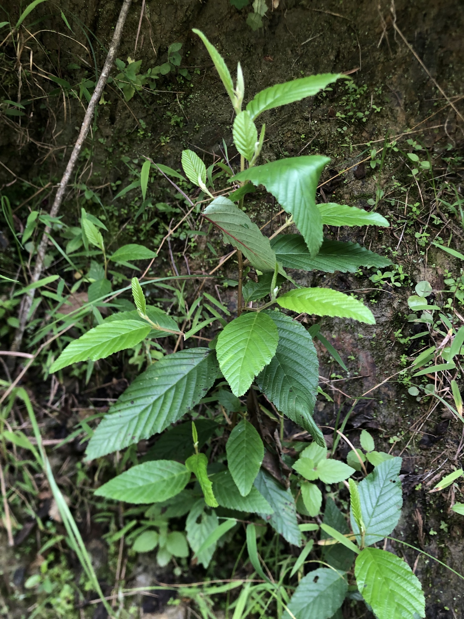 Alnus acuminata image