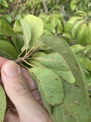 Terminalia porphyrocarpa