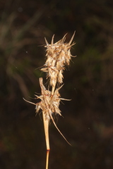 Cymbopogon marginatus
