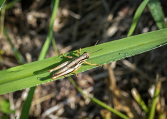 Paroxya atlantica