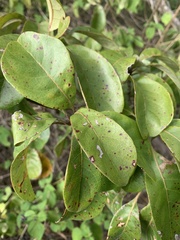 Terminalia porphyrocarpa