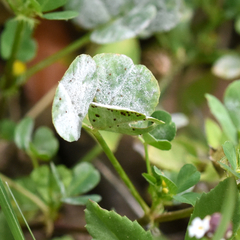 Uromyces anthyllidis