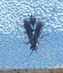 Chlorion aerarium