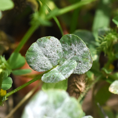 Uromyces anthyllidis
