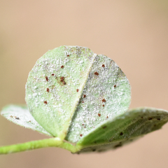 Uromyces anthyllidis