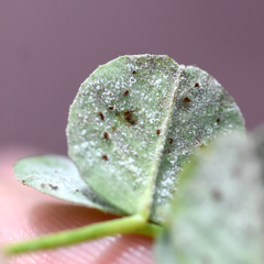 Uromyces anthyllidis