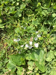 Veronica serpyllifolia
