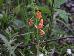 Alonsoa meridionalis