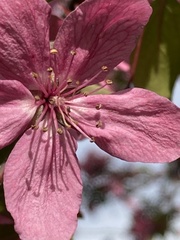 Prunus persica
