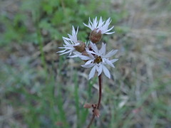 Lithophragma glabrum