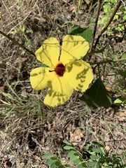 Hibiscus divaricatus