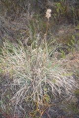Cymbopogon marginatus