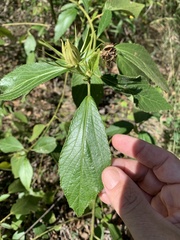 Hibiscus divaricatus