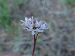 Lithophragma glabrum