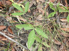Flemingia parviflora