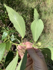 Hibiscus divaricatus