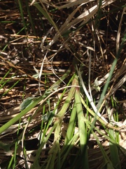 Melilotus officinalis
