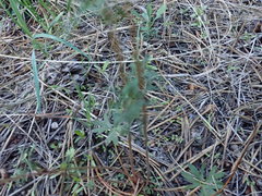 Lithophragma glabrum