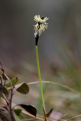 Carex concinnoides