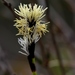 Carex concinnoides - Photo (c) Ian Adams, algunos derechos reservados (CC BY), subido por Ian Adams