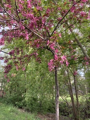 Prunus persica