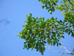 Radermachera gigantea