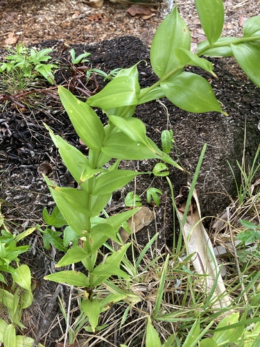 Gloriosa superba