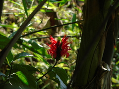 Pachystachys coccinea