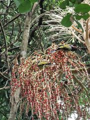Sphecotheres vieilloti