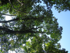 Radermachera gigantea