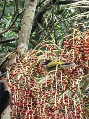 Sphecotheres vieilloti