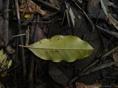 Radermachera gigantea