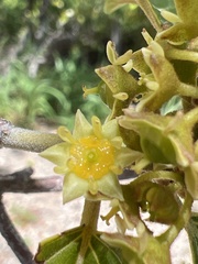 Colubrina arborescens