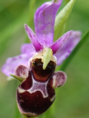 Ophrys scolopax